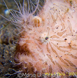 Hairy frogfish on the famous black sand in Lembeh Straits by Mona Dienhart 